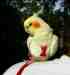 Cockatiel