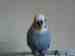 Budgerigar