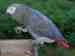 African Grey