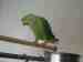 Indian Ringneck Parakeet