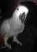 African Grey