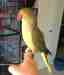 Indian Ringneck Parakeet