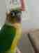 Conure