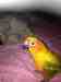 Conure