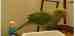 Indian Ringneck Parakeet