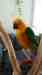 Conure