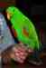 Eclectus