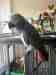 African Grey