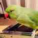 Indian Ringneck Parakeet