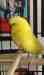 Budgerigar