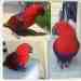 Eclectus