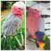 Galah Cockatoo