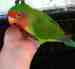 Lovebird