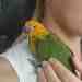 Conure