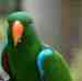 Eclectus