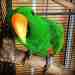 Eclectus