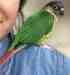 Conure