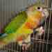 Conure