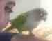 Conure