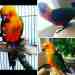 Conure