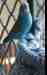 Budgerigar