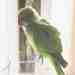 Indian Ringneck Parakeet