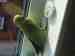 Indian Ringneck Parakeet