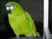 Macaw