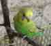 Budgerigar