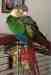 Conure