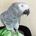 African Grey