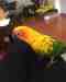 Conure