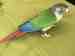 Conure