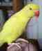 Indian Ringneck Parakeet