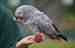 African Grey