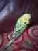 Budgerigar