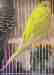 Budgerigar