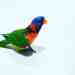 Lory / Lorikeet