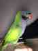 Derbyan Parakeet