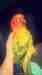 Conure