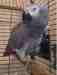 African Grey