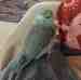 Parrotlet