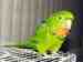 Conure