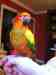 Conure