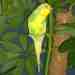 Parakeet