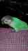 Conure