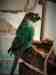 Conure