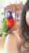 Lory / Lorikeet