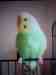 Budgerigar