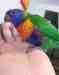 Lory / Lorikeet